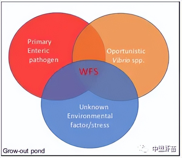 这种虾病，对虾产业产生深远影响！养殖大神揭露该病的今生前世！