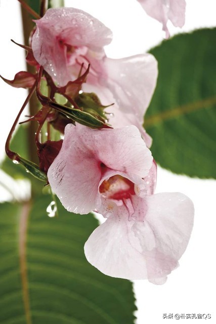 凤仙花种子,凤仙花怎么养