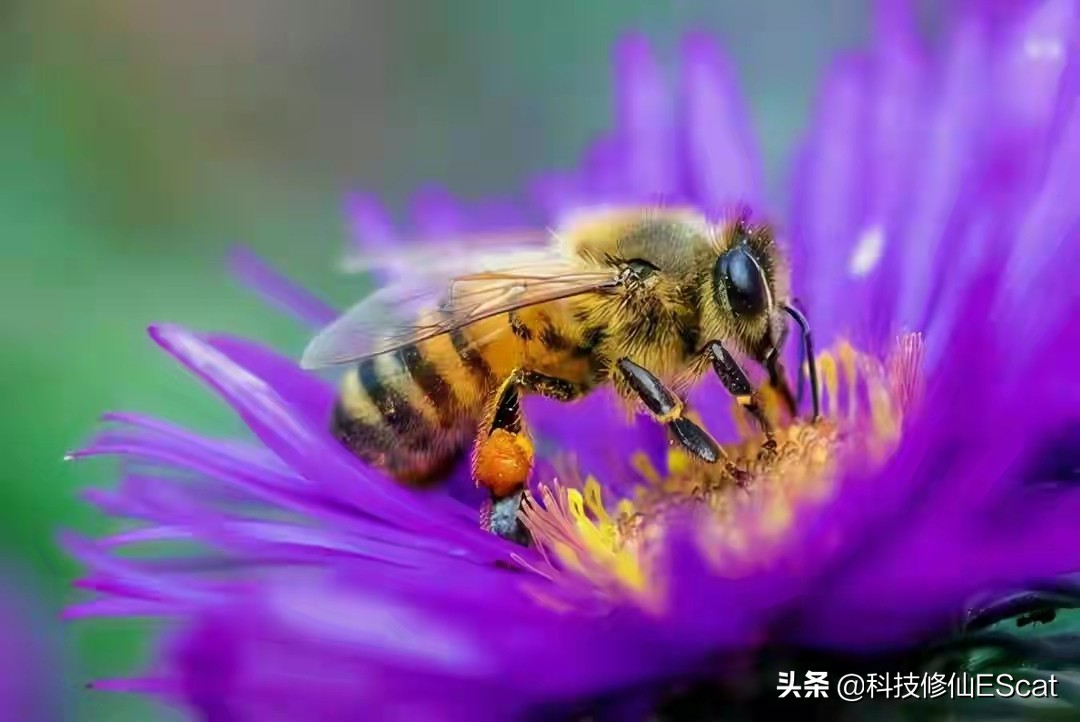 神奇宝贝蜜蜂进化过程,神奇的物种蜜蜂