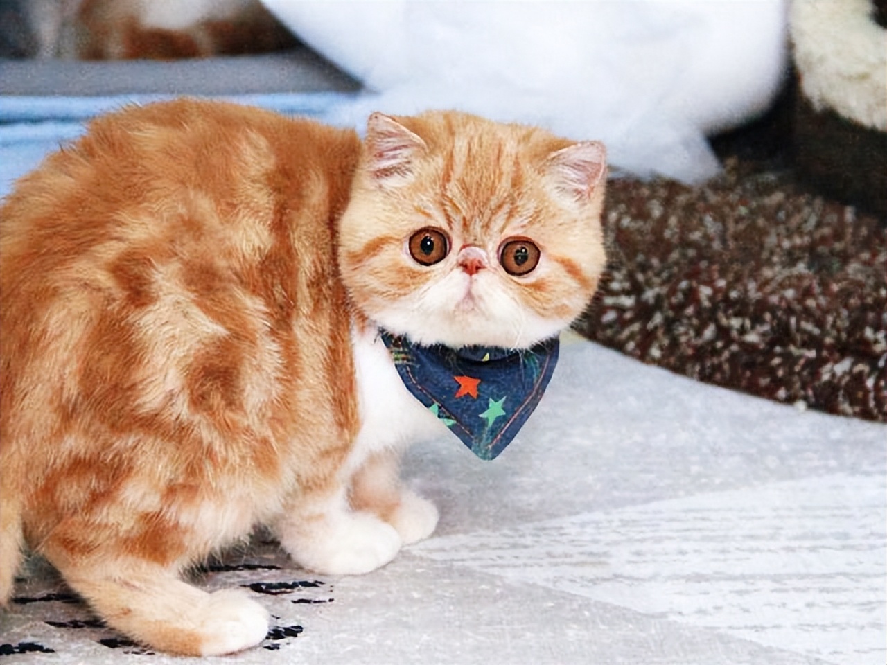 最值得推荐养的几种猫,中华田园猫12个品种图哪个最好养