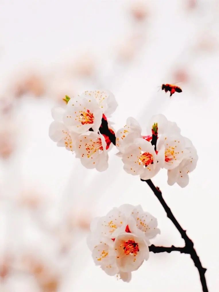 人出生的每个月对应的是什么花,8月份出生的用什么花代表