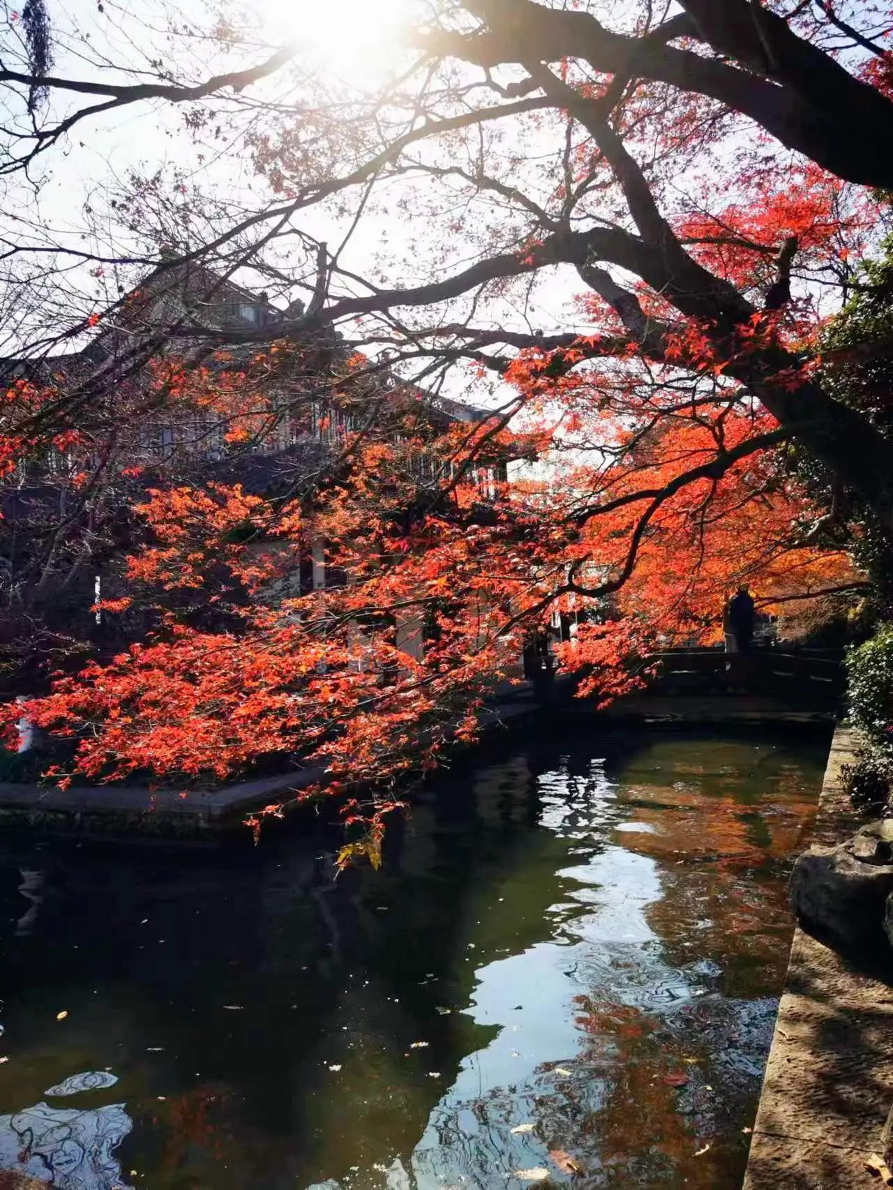 武汉看枫叶银杏,武汉看枫叶的地方
