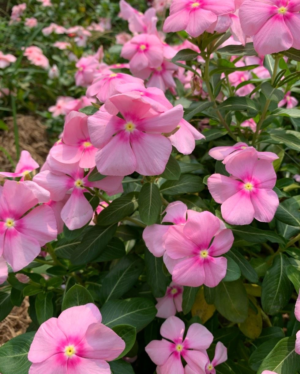 养花播种,养花小知识室内盆栽种植小技巧