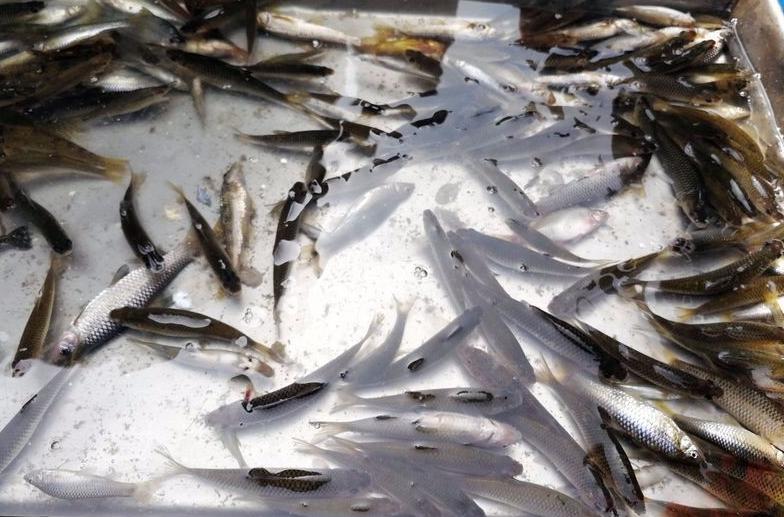 麦穗鱼养殖方法与养殖技巧,麦穗鱼如何规模化繁殖