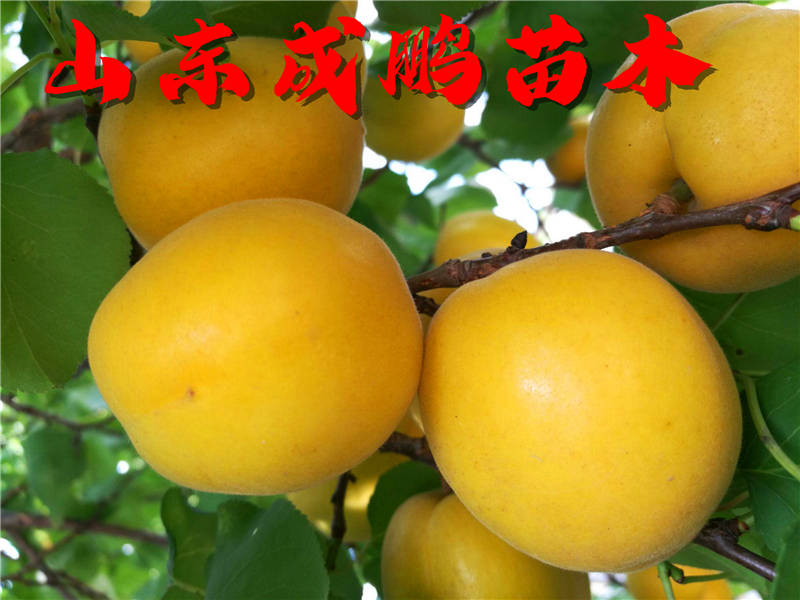 新品种水果苗图片及价格,各种水果苗新品种物美价廉