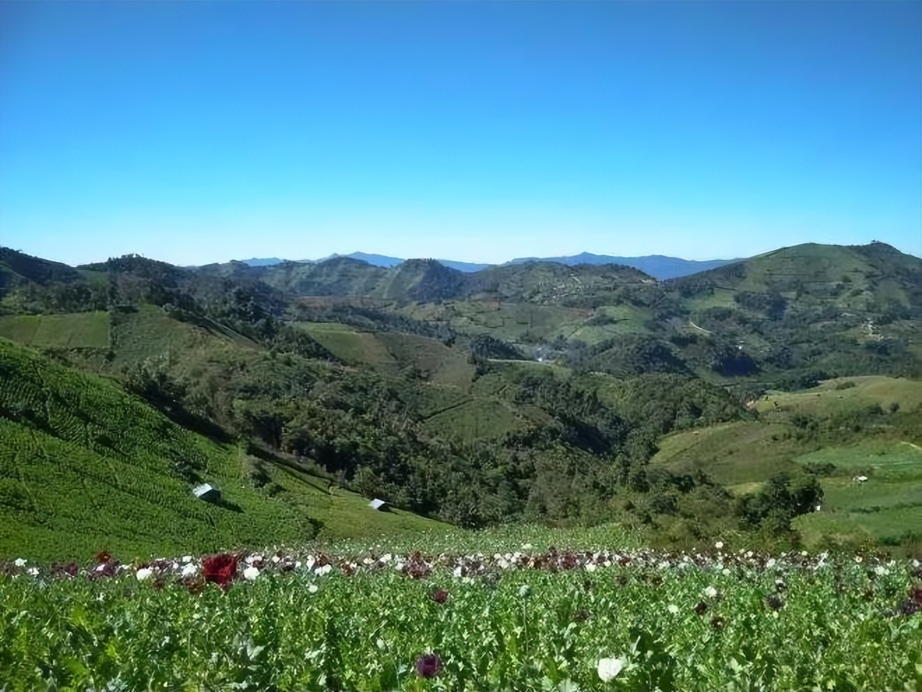 怀孕两月女子被骗到缅甸，她为何不怕被噶腰子？
