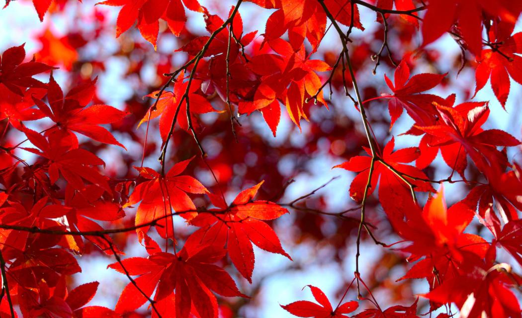 冷枫染红，霜叶流丹。不读这20首红叶诗词，辜负秋光烂漫