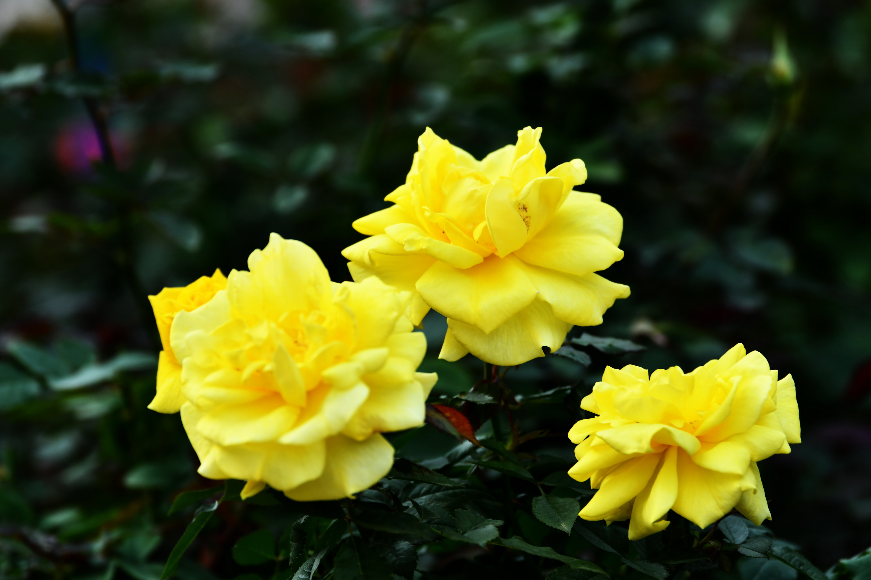 广州市番禺区宝墨园攻略,广州宝墨园景观