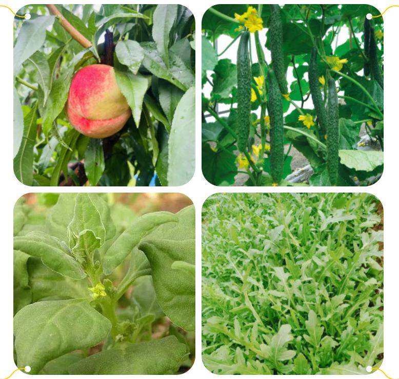 官方推介：夏日避暑纳凉寻香觅果之旅，就在百汇园黑莓产业园