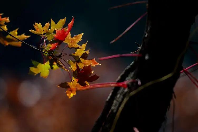 郑小琼诗在线阅读,郑小琼早期诗歌