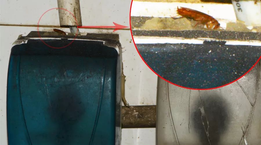 蟑螂怎么正确消灭最彻底非广告,蟑螂怎么正确消灭最彻底不看广告