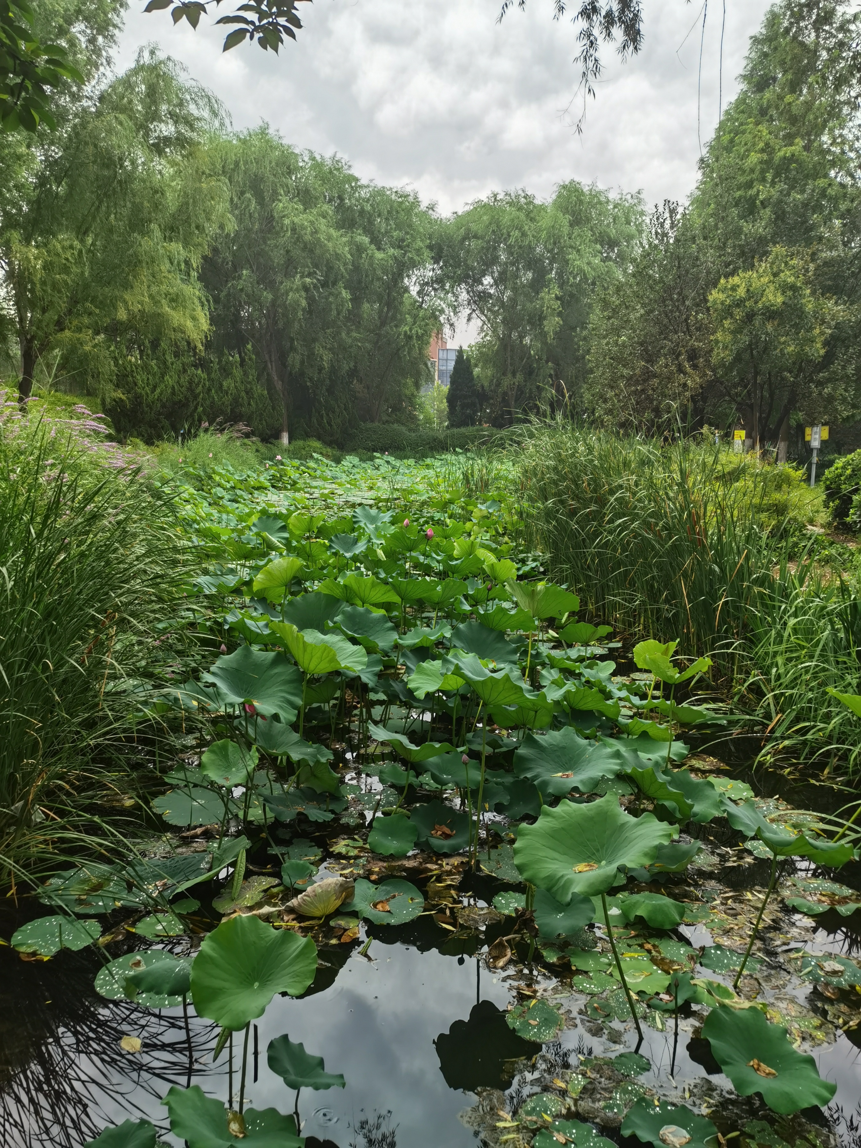 寻夏雨荷,寻找夏雨荷的景点