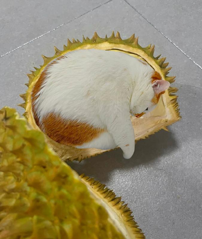 榴莲有点开口了有点长毛,榴莲靠近核的地方像长毛