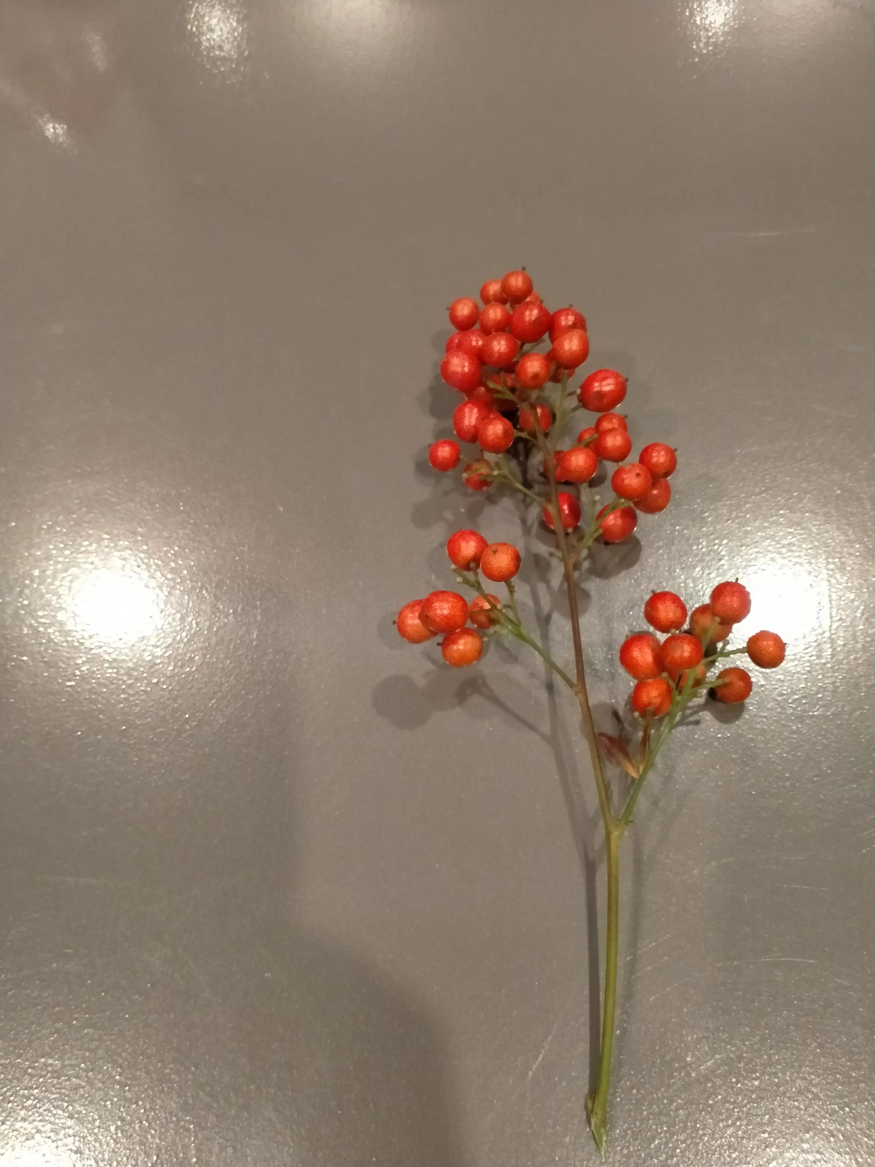 美国足球世界杯中国对阵伊朗,足球世界杯伊朗队对战美国队直播