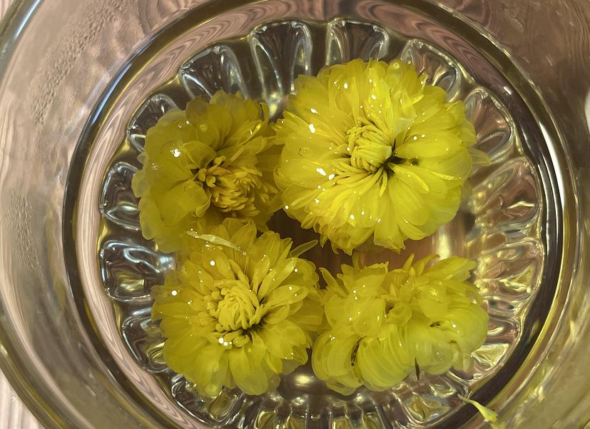 不瞒你说菊花有五类人不宜喝,菊花三种人不宜喝