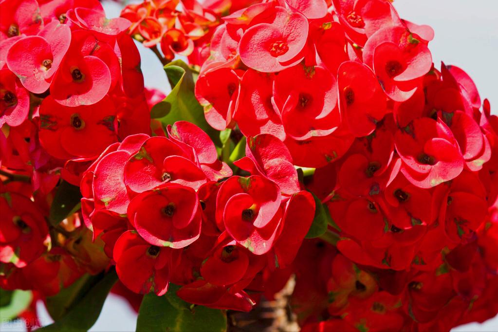 一花一世界一叶一花一菩提,春天来了一花一世界一叶一菩提