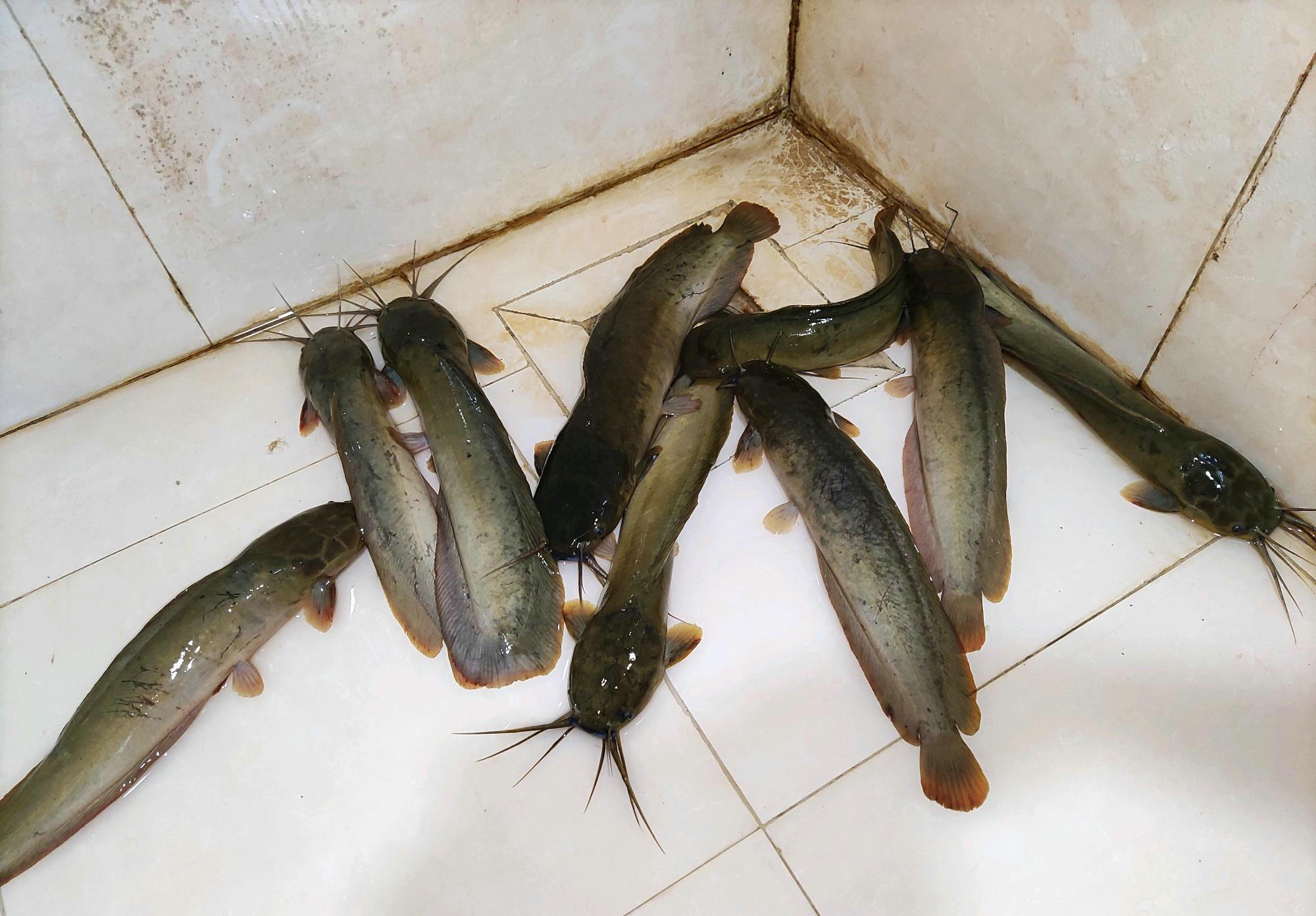 垃圾鱼钓鱼视频,垃圾塘鲺鱼