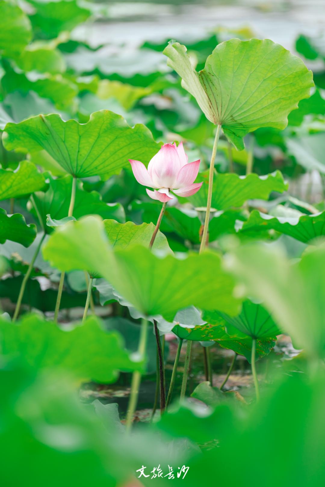 长沙赏秋去哪里,长沙第一波赏荷地图