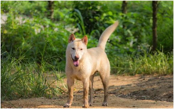 中华田园犬太坏了柴犬满头问号,中华田园犬也有柴犬吗