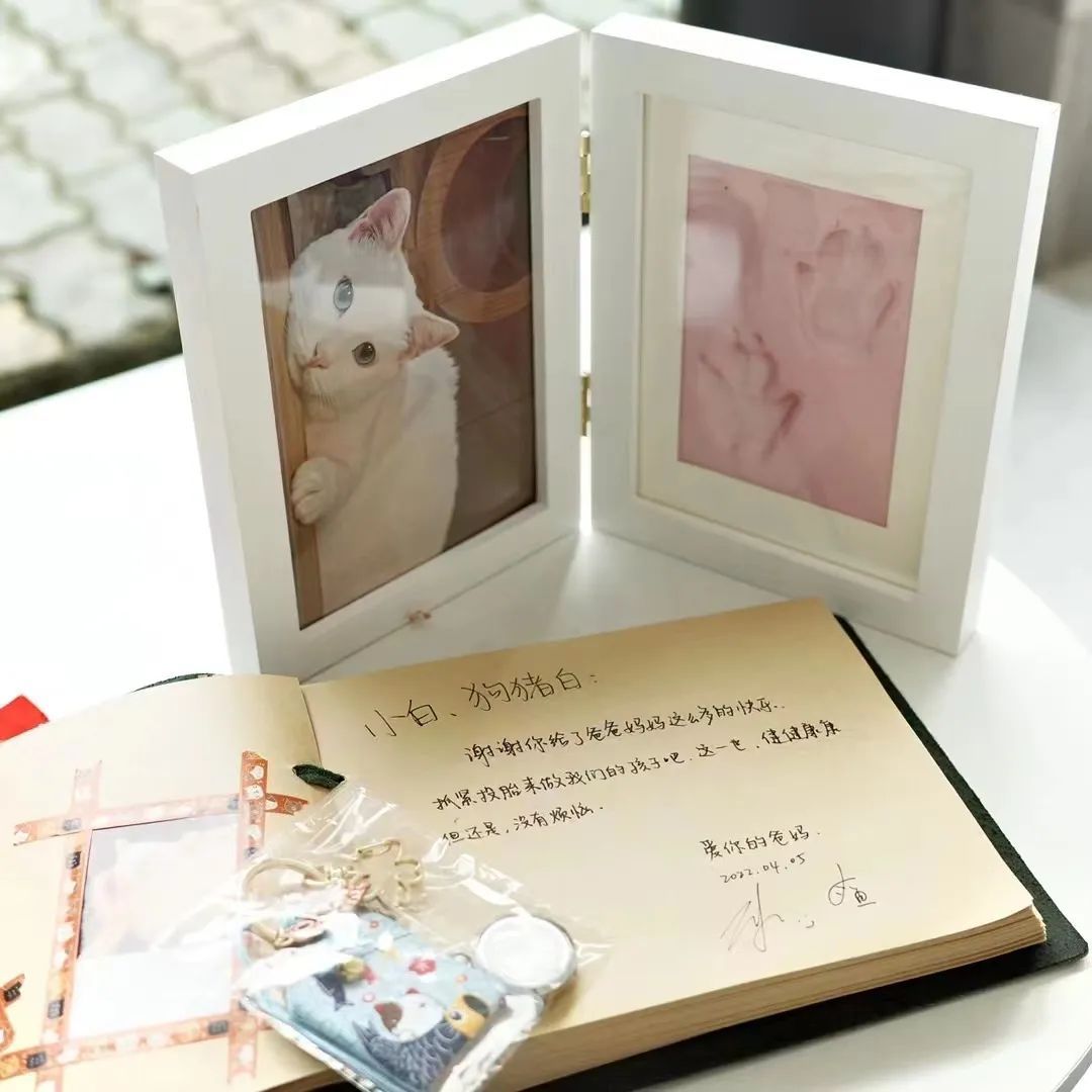 中华田园猫中的长毛猫,中华田园猫三花猫的成长