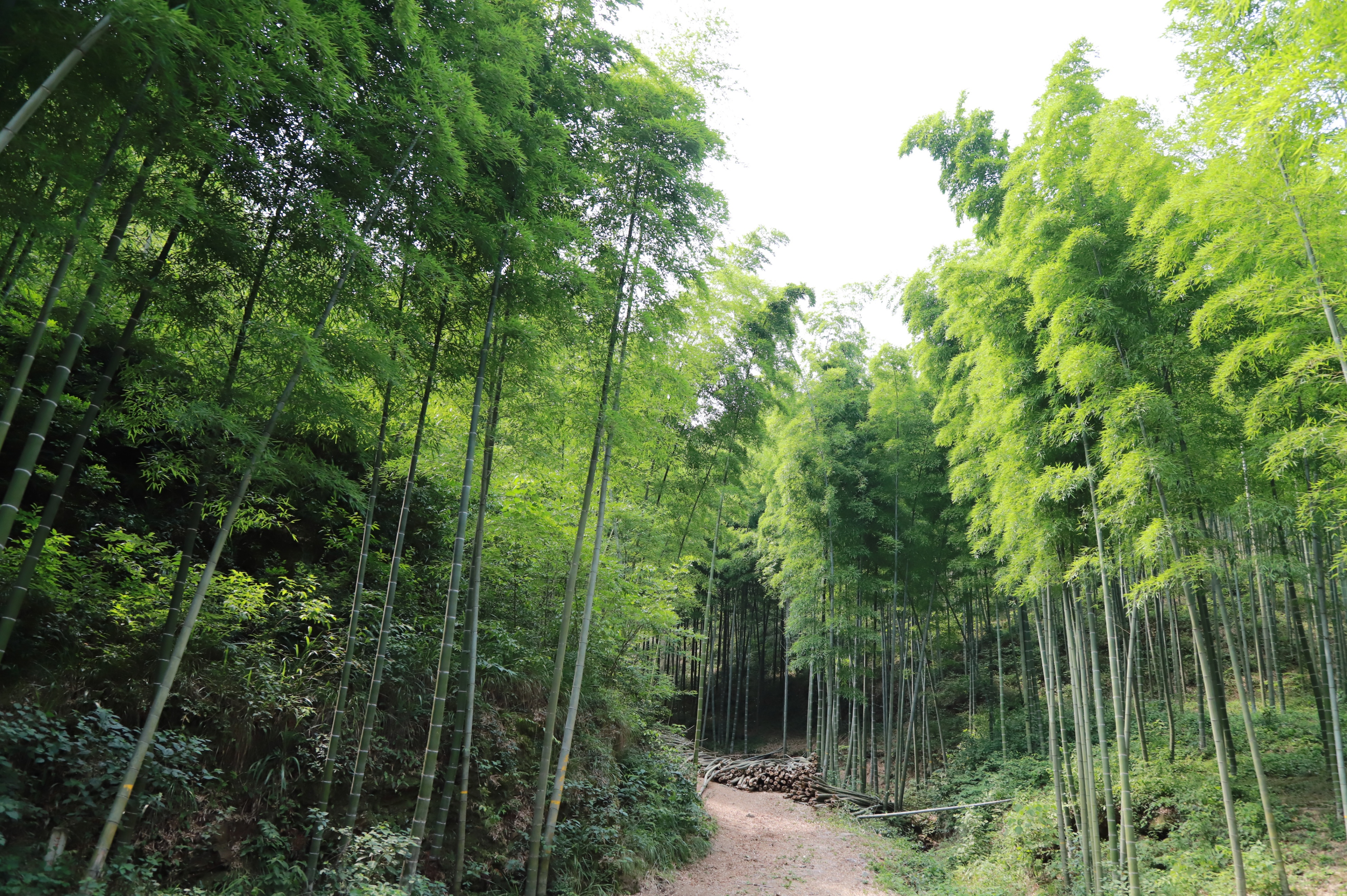 南山竹海自驾线路怎么走,去南山竹海旅游攻略路线推荐