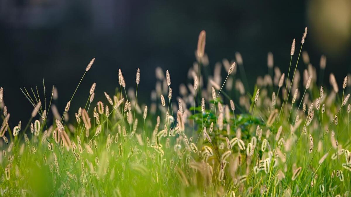关于四季小草的诗句古诗,小草诗句经典名句
