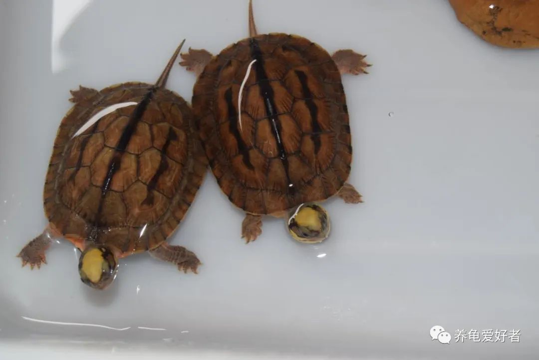 新手养龟的十大建议,养龟的30个小知识看看会有用的