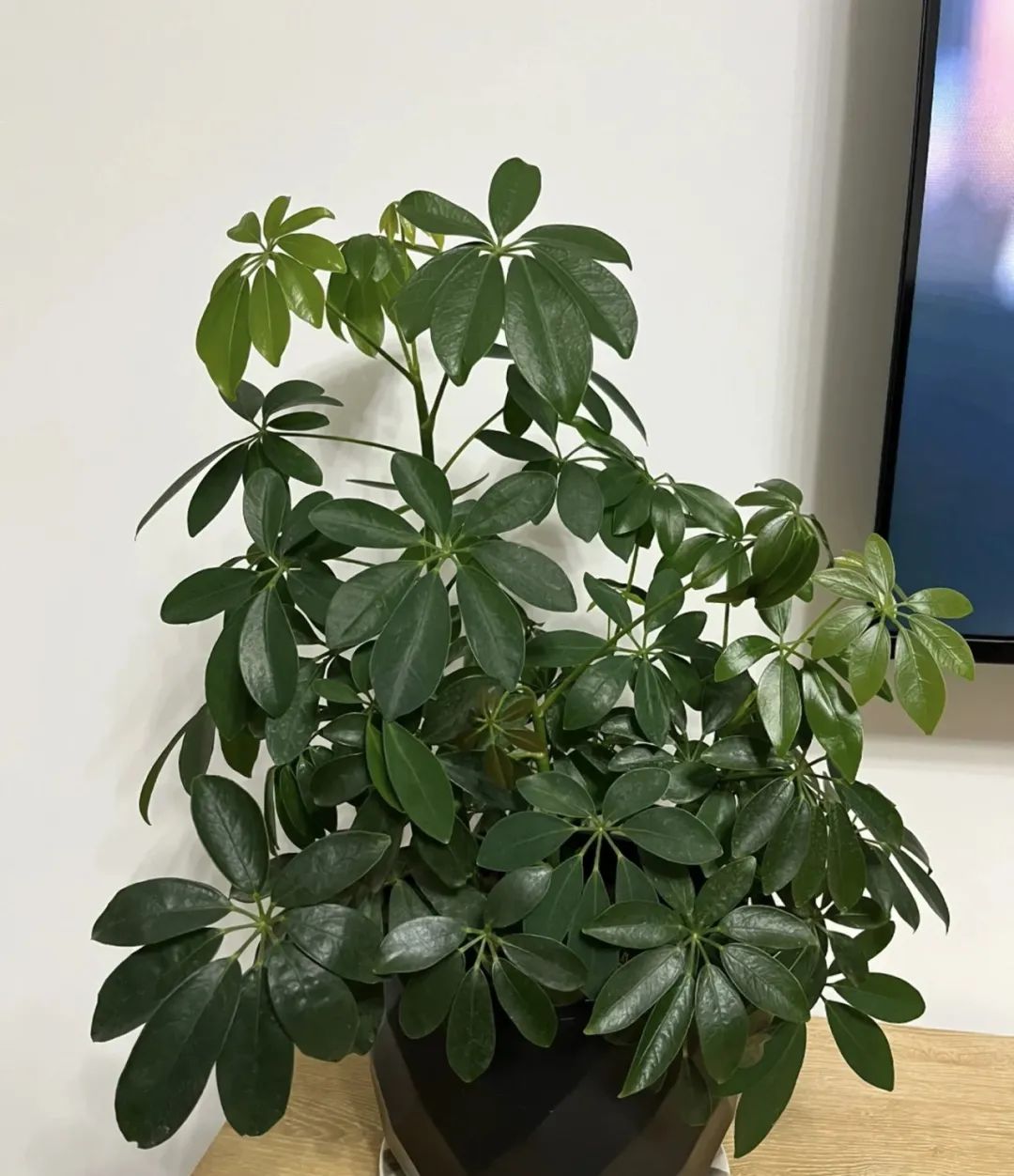 睡觉房间里养什么花草最好,卧室里适合养什么东西