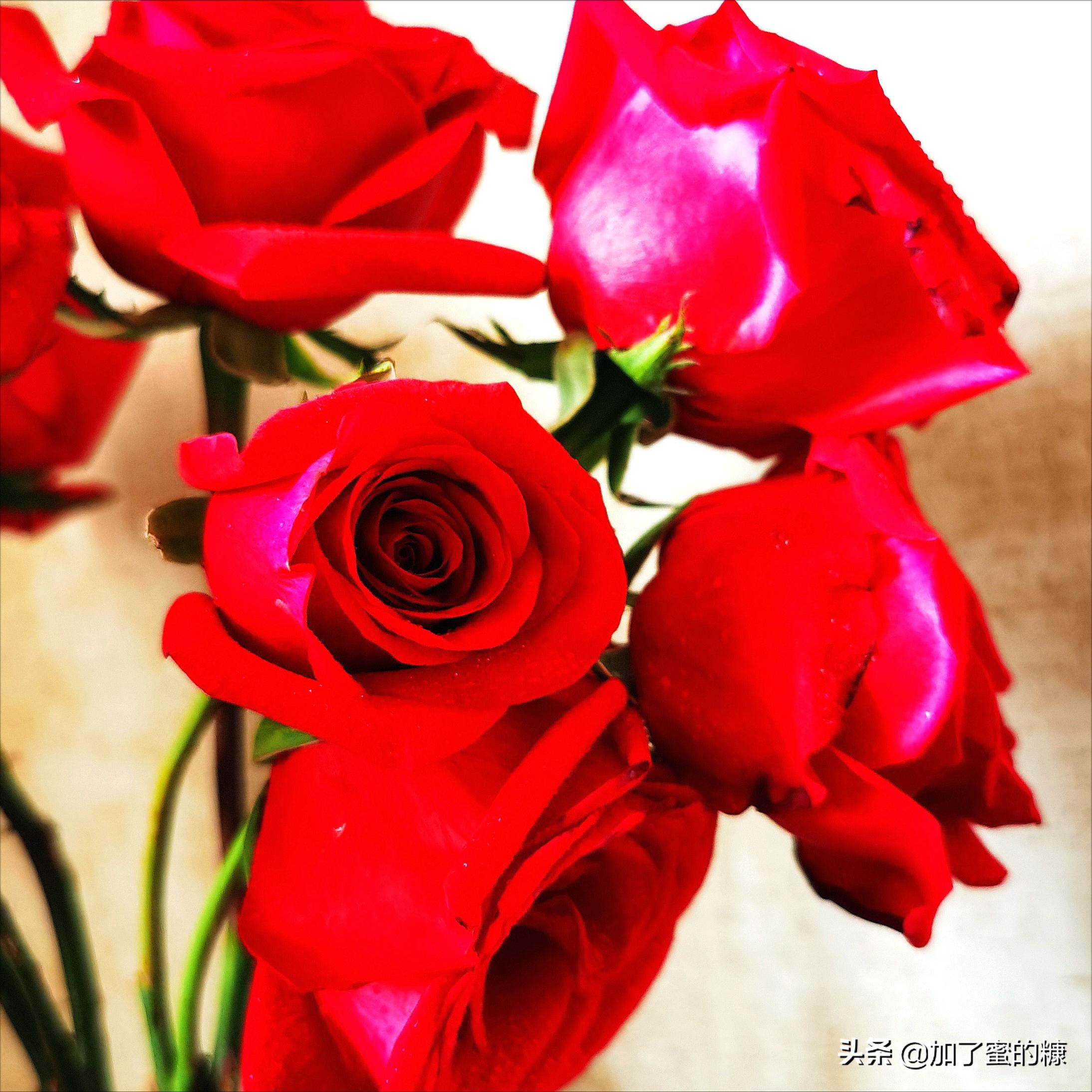 你的锋芒刺痛了我,你的锋芒都是被爱的理由