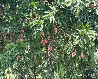 《寻味顺德》校本课程第二课