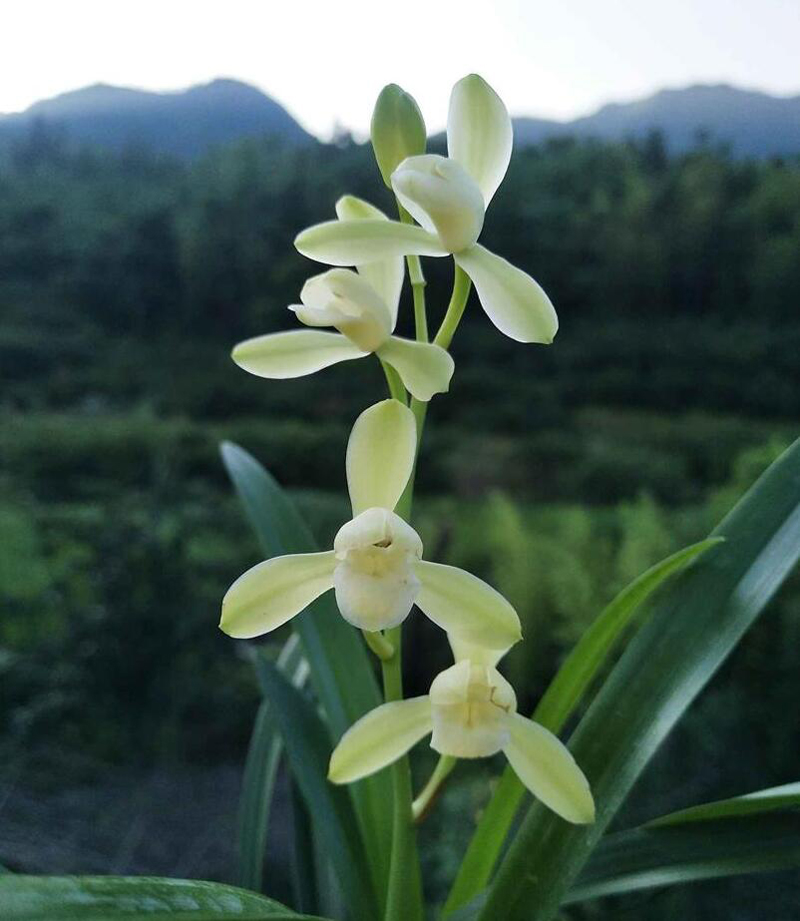 兰花的欣赏方法与标准,兰花是雍容富贵还是清雅脱俗