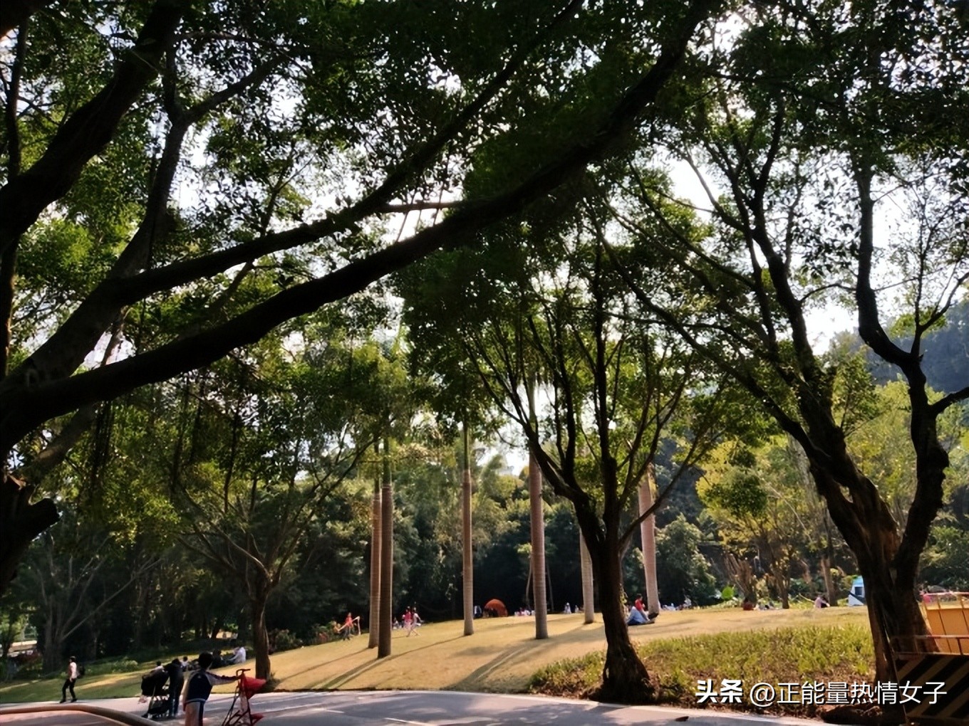 深圳市罗湖淘金山绿道登山口,深圳淘金山绿道海拔高