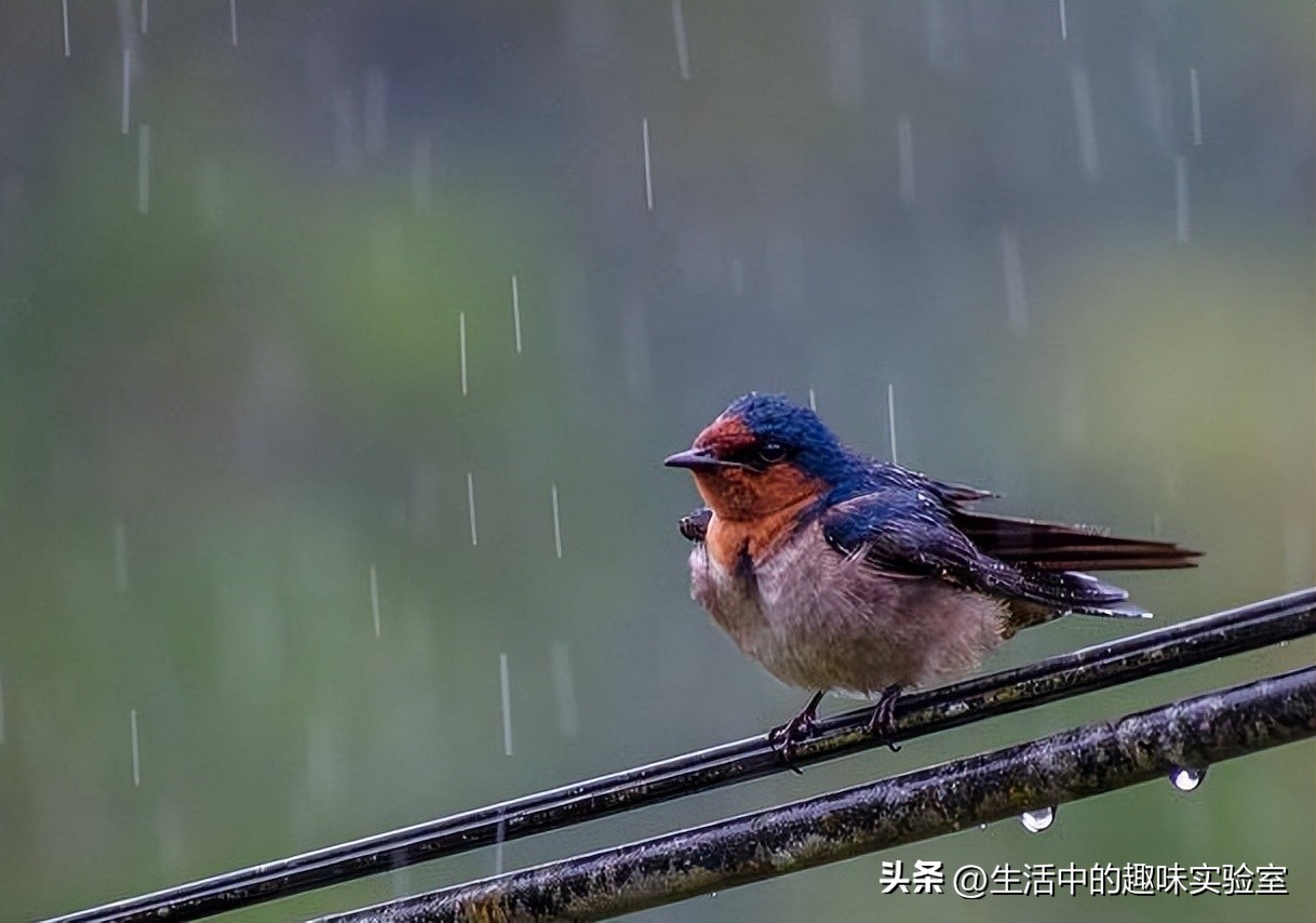 鸟为什么在雨中淋雨,为什么鸟儿下雨要低飞