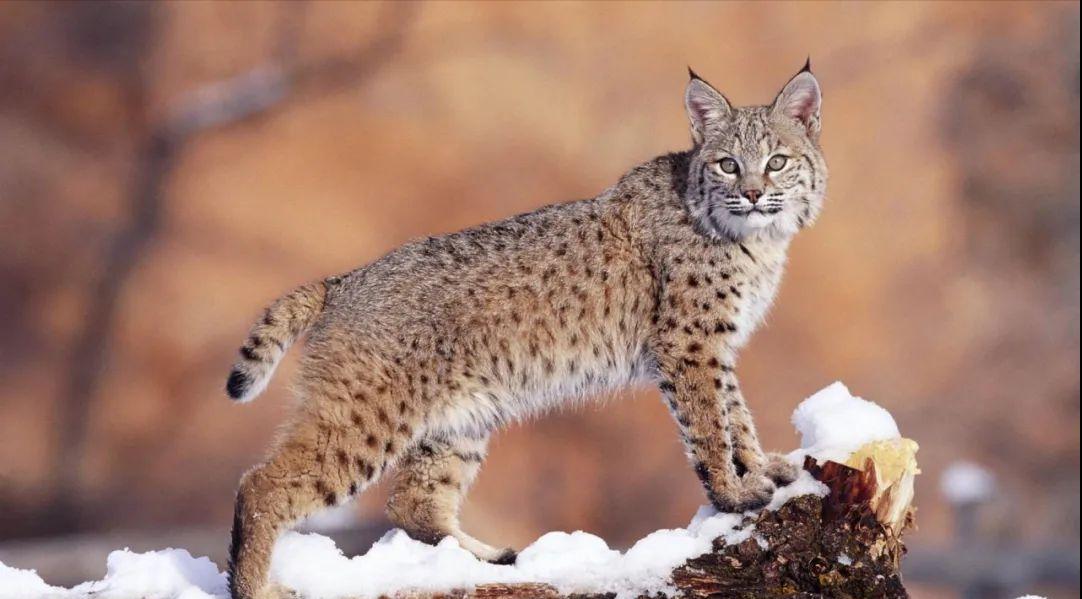 清朝头盔上的盔缨,清朝士兵大部分都用的什么枪