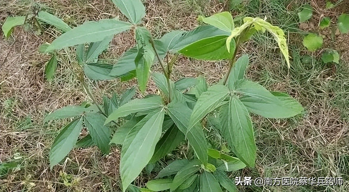 千斤拔搭配什么药材治疗风湿,风湿筋骨痛特效草药