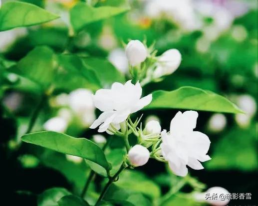 世间纵有百媚千娇，惟愿悠悠茉莉香，伴君岁月长