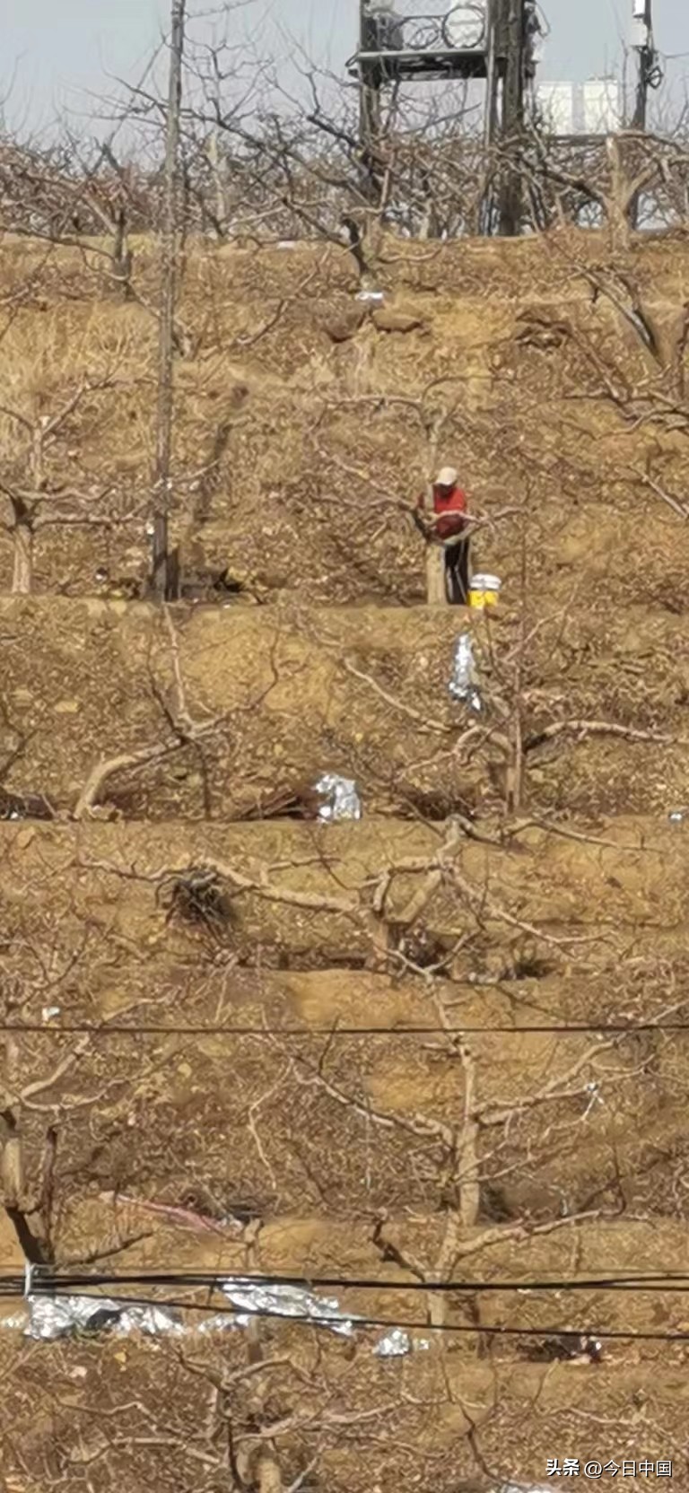 四川盐源金苹果串起果农致富链,订单农业串起农企致富链