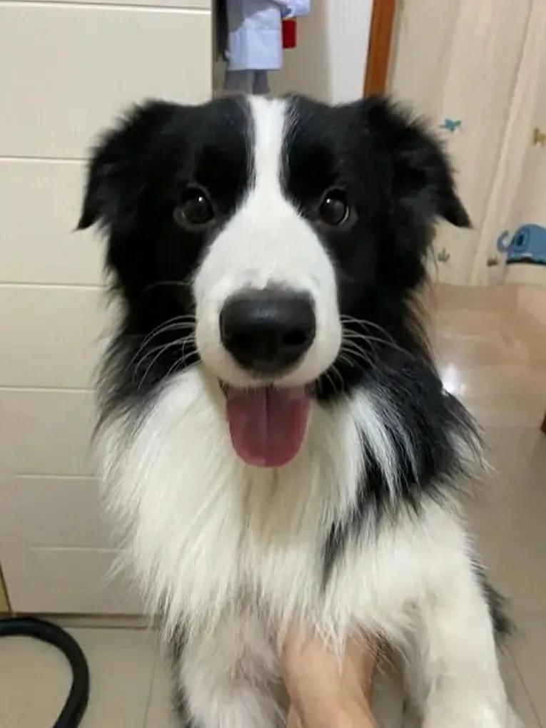 狗狗心脏肥大喘得厉害怎么办,狗狗心脏肥大很危险吃什么药救