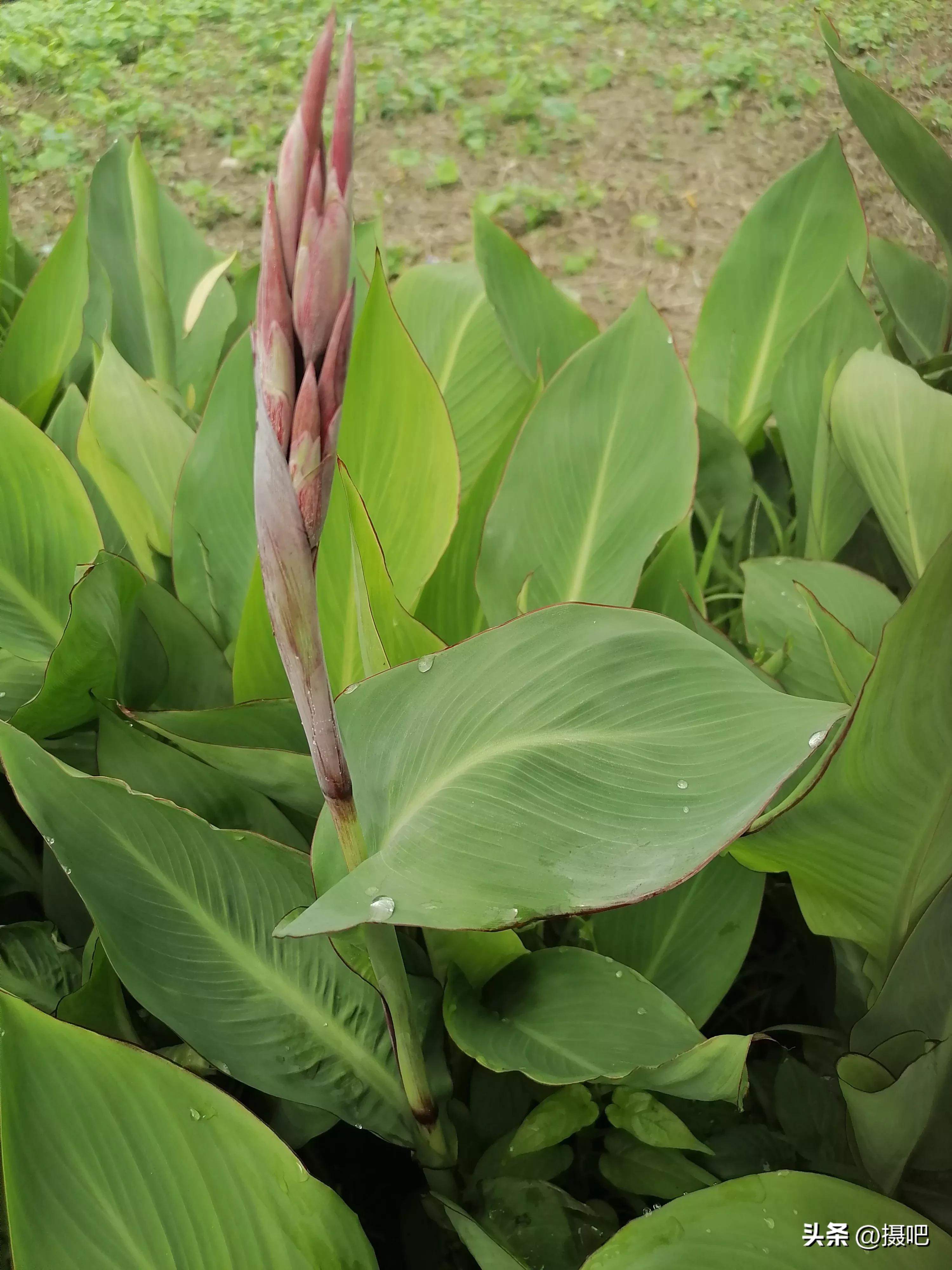 特大新鲜粽叶,大粽叶长在什么地方