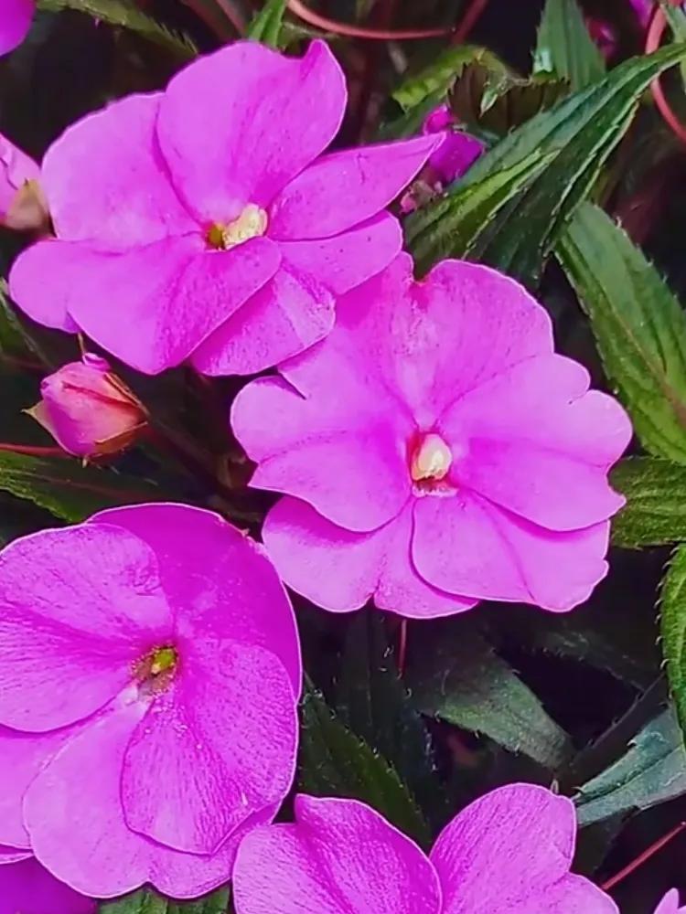 美丽五颜六色的凤仙花,七月最美的花景视频素材