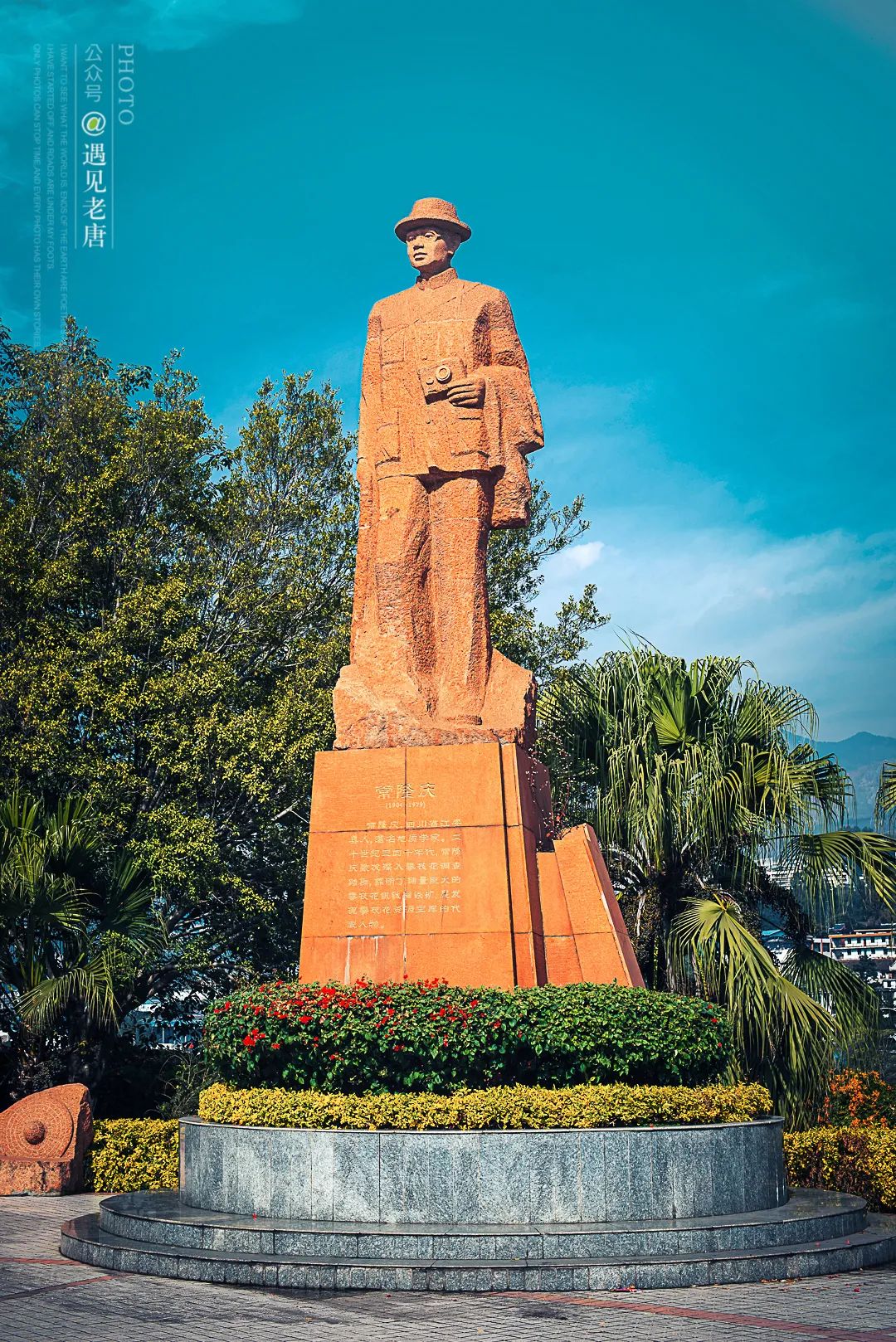 攀枝花是一种什么花,什么是攀枝花铁树