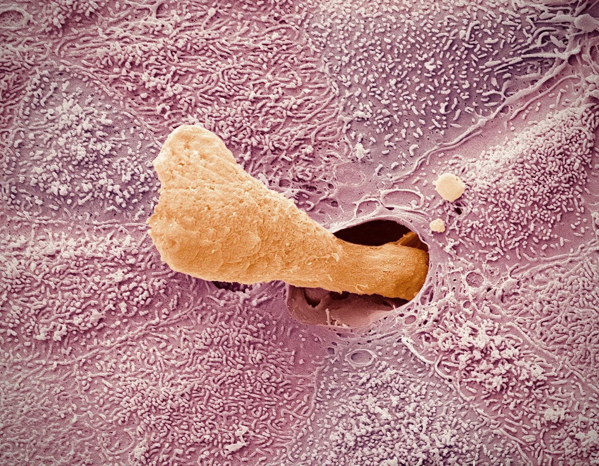 显微镜观察人体的四种组织图片,人体显微镜下的样子