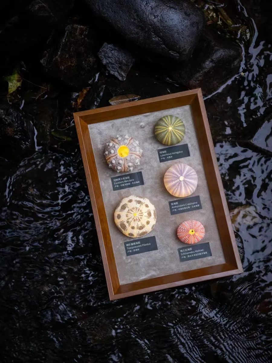 男生必备黑科技小玩意100元以内,黑科技小玩意男生100元以内