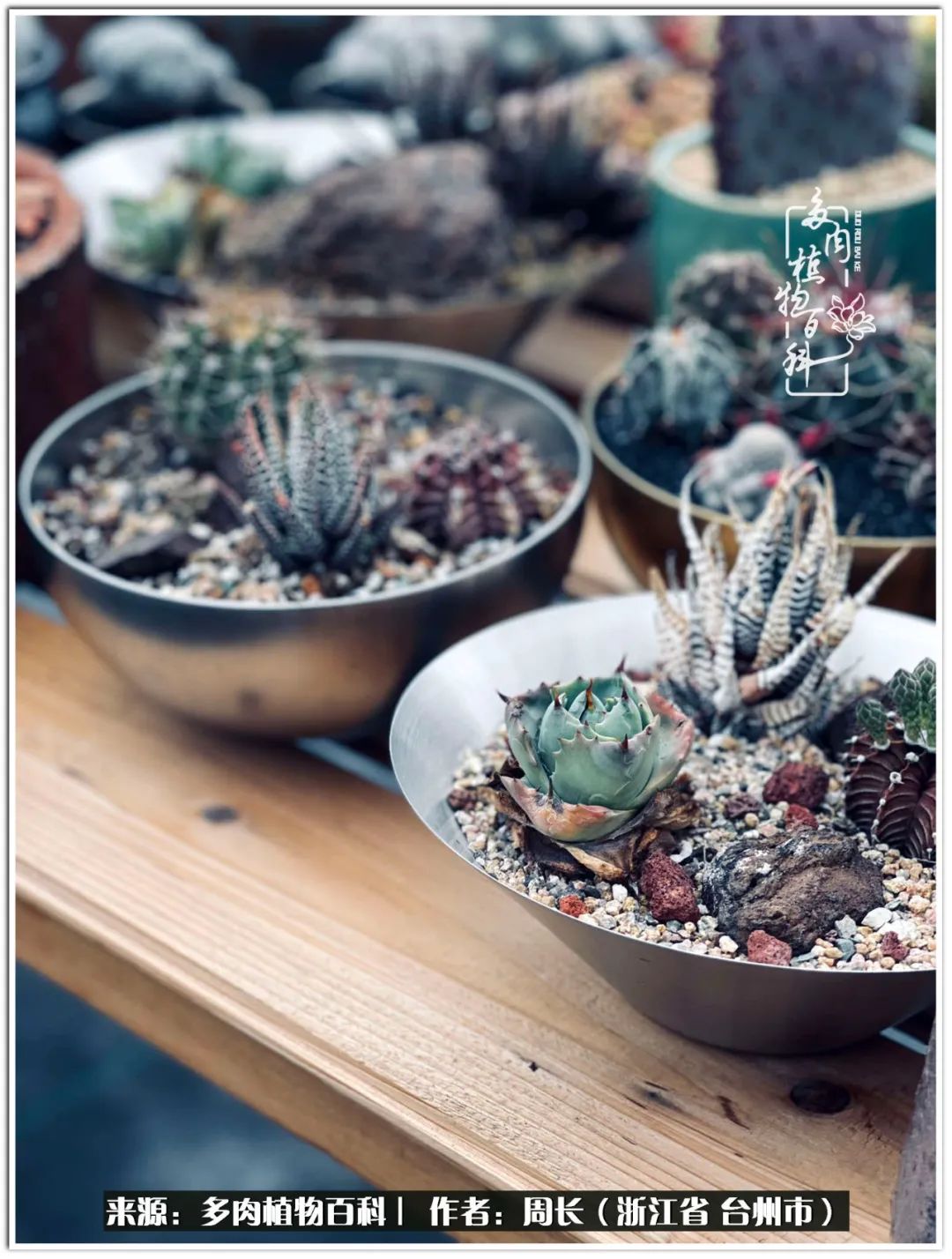 多肉拼盘新手入门,多肉拼盘说说