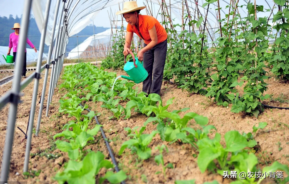 植物根损坏了还能生长吗,植物根伤了怎么治