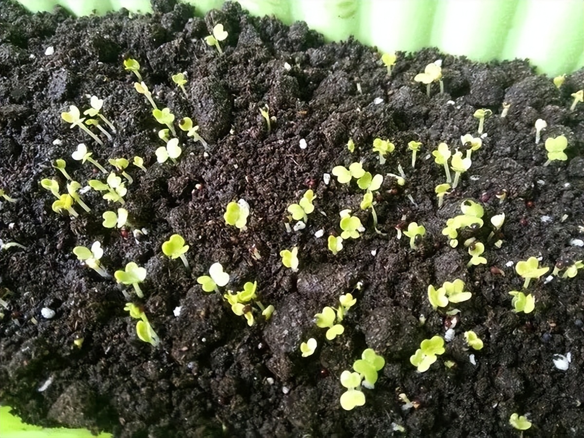 阳台种菜的方法和技巧大全集,阳台种菜的方式和技巧