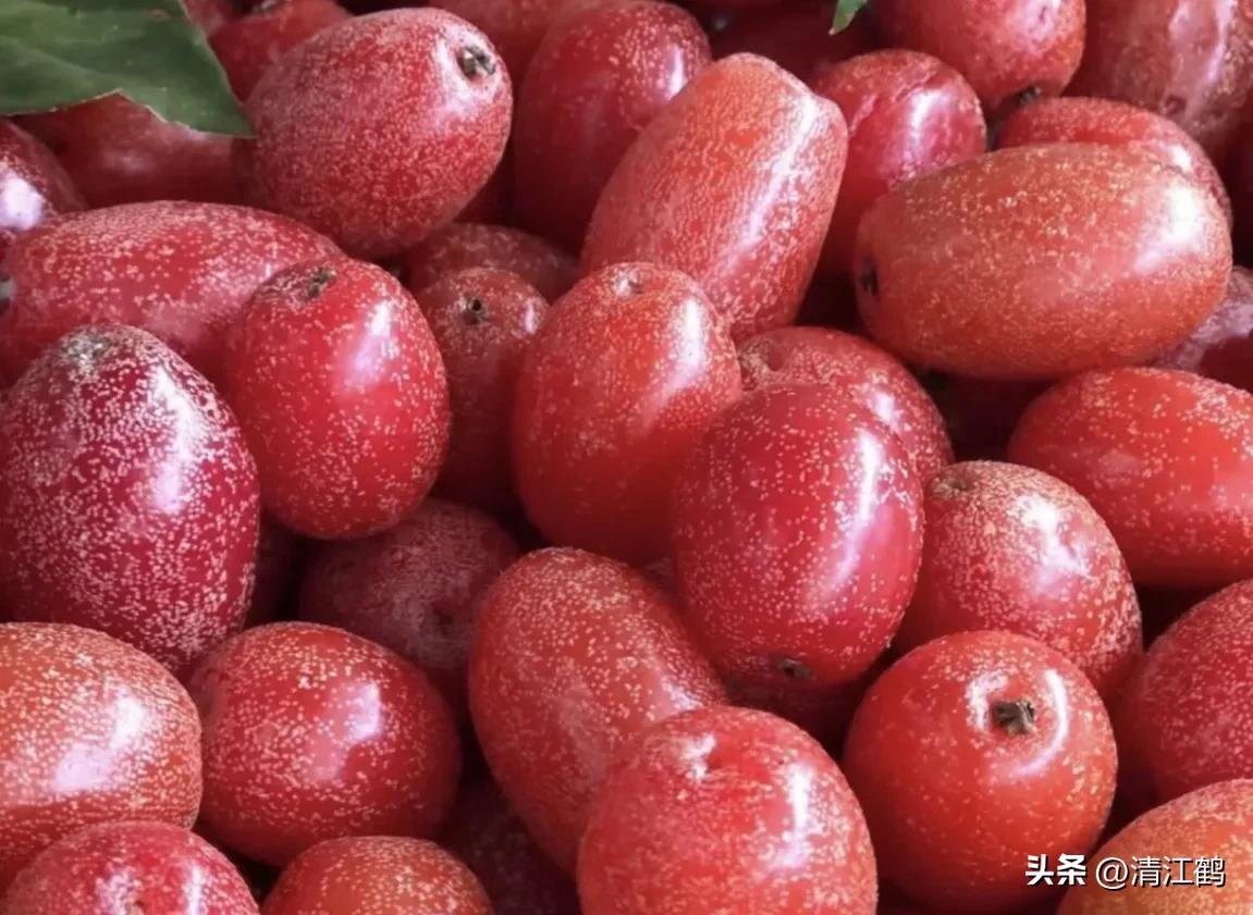 从未见过的稀奇物种,很多人没见过的奇怪生物