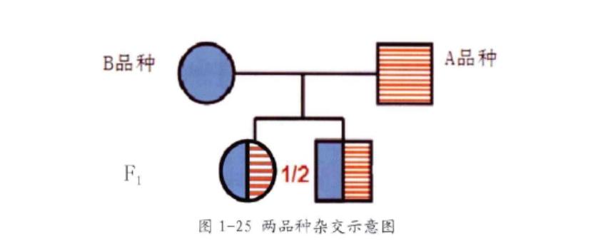 比利时蓝牛怎么繁育,比利时蓝牛长什么样