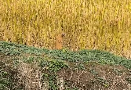 为什么黄鼠狼被称为黄大仙不能杀,家门口的黄鼠狼能打吗