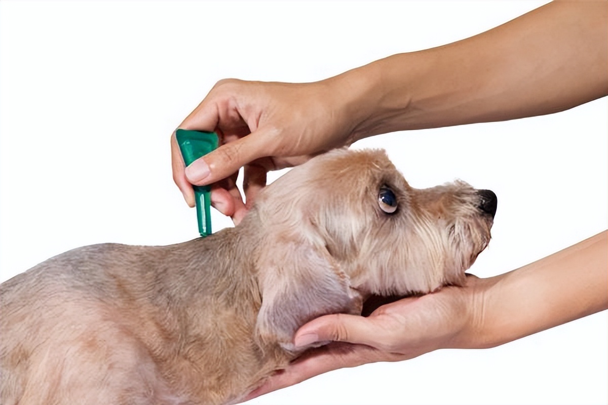 新手养狗100句口诀,土狗新手养狗基础知识